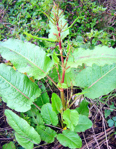 “Sâm[-]Đại[-]quang”[-]không[-]phải[-]là[-]sâm